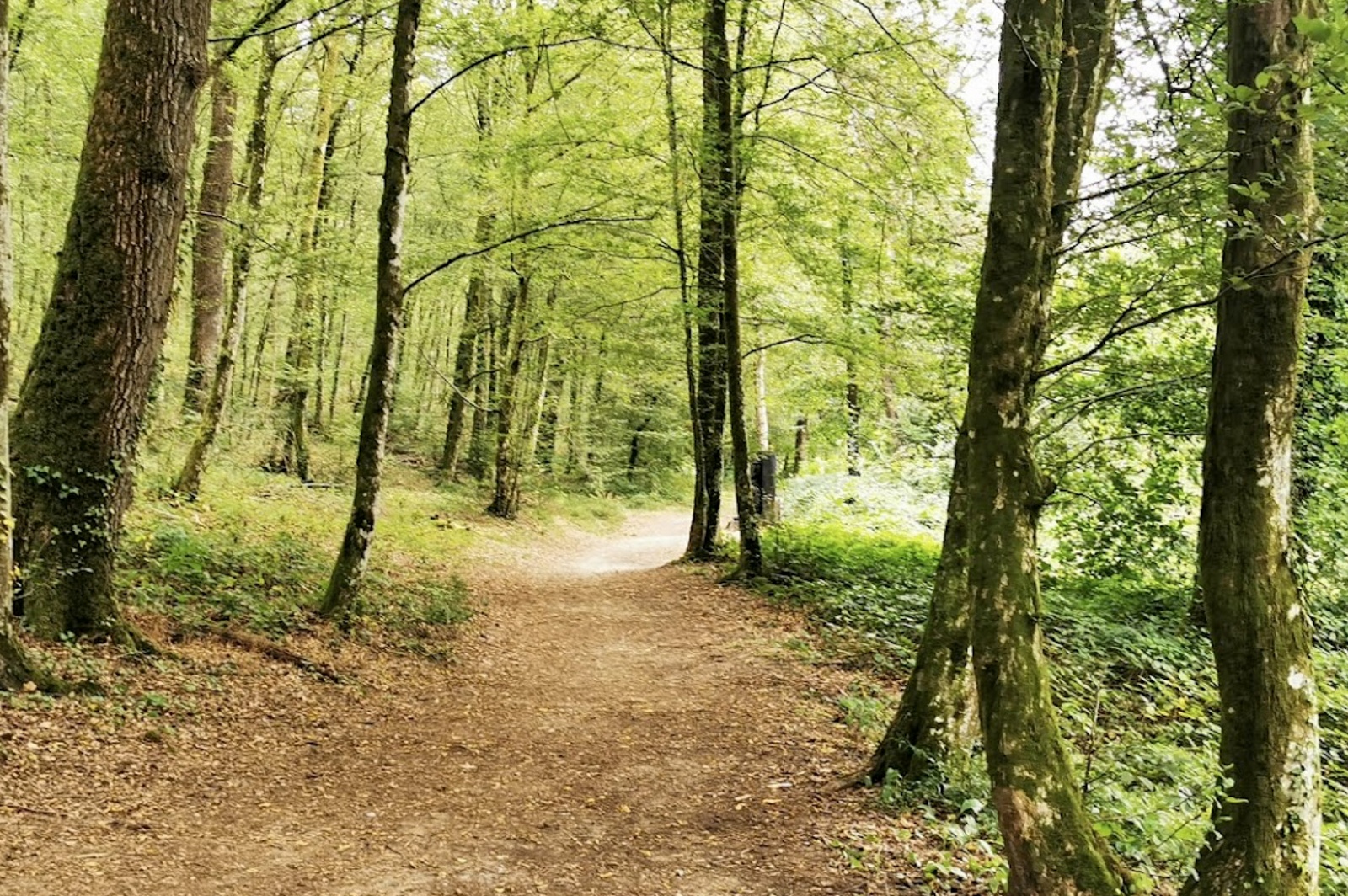 Les balades en forêt